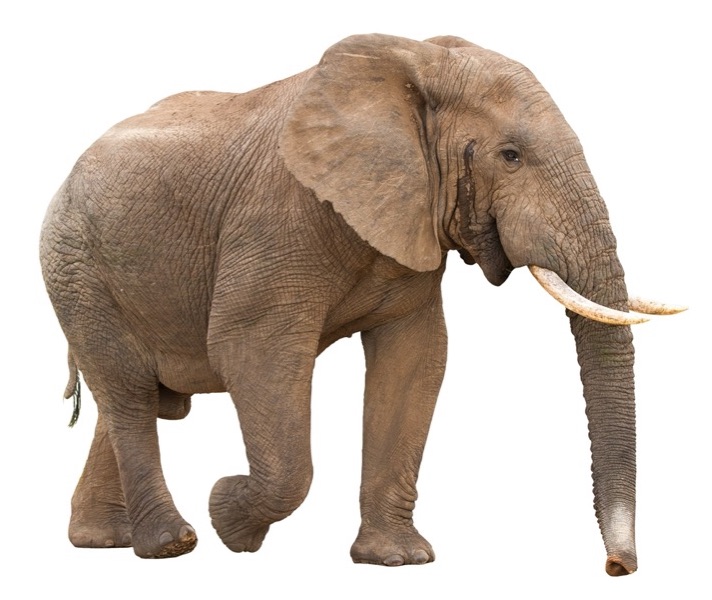 #443 – How Do You Eat An Elephant?
